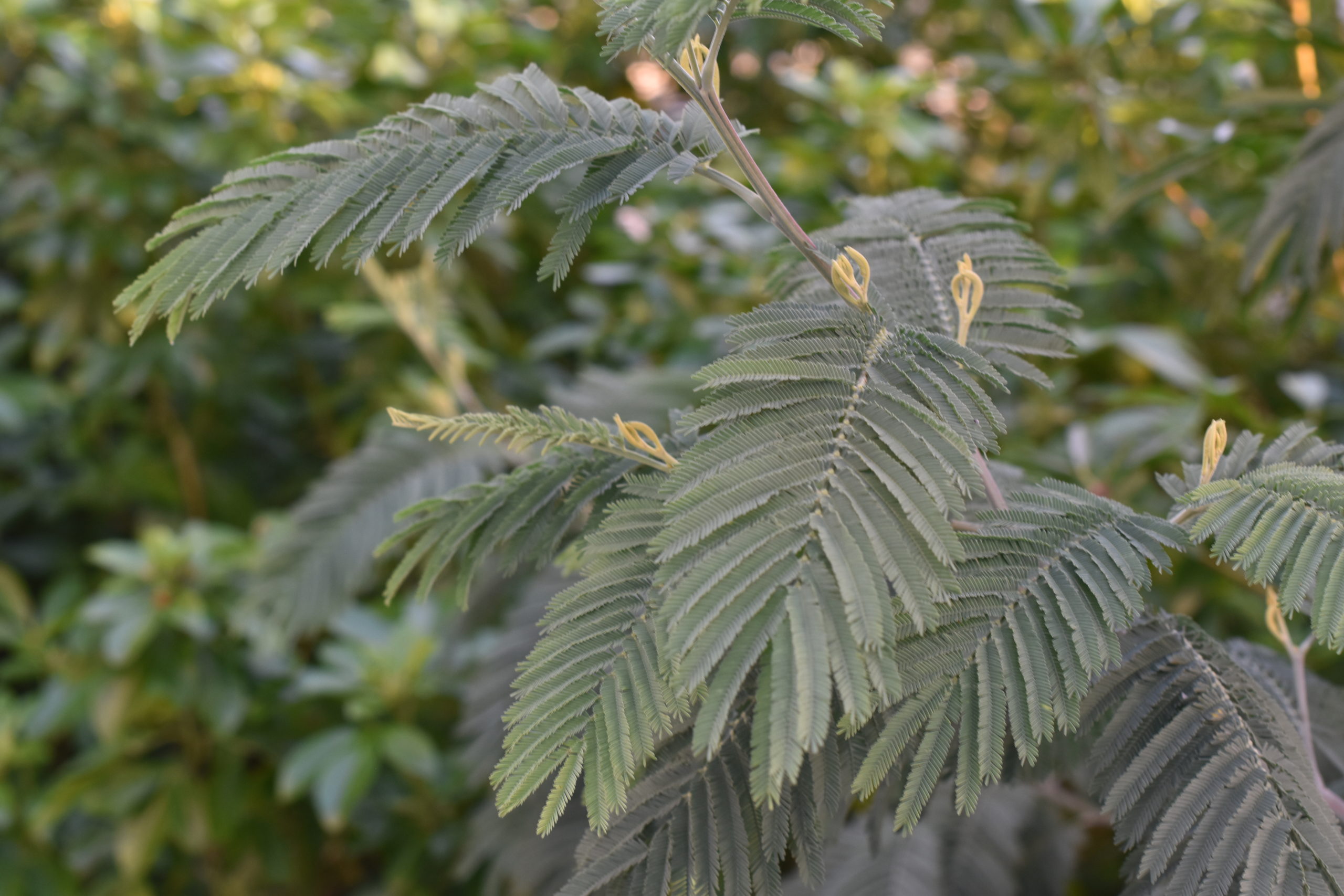 acacia dealbata subalpina