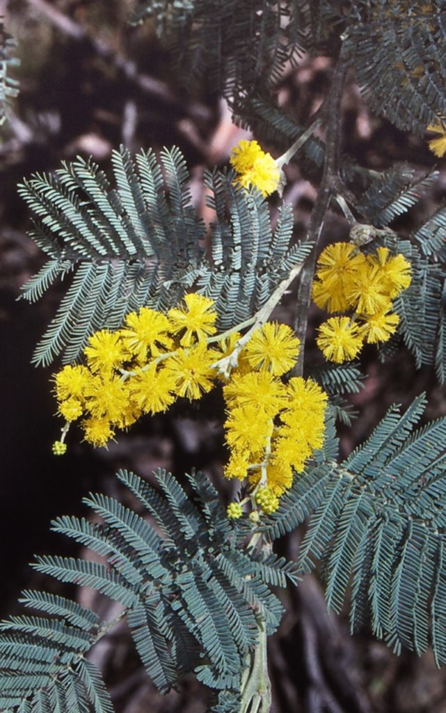 acacia dealbata subalpina