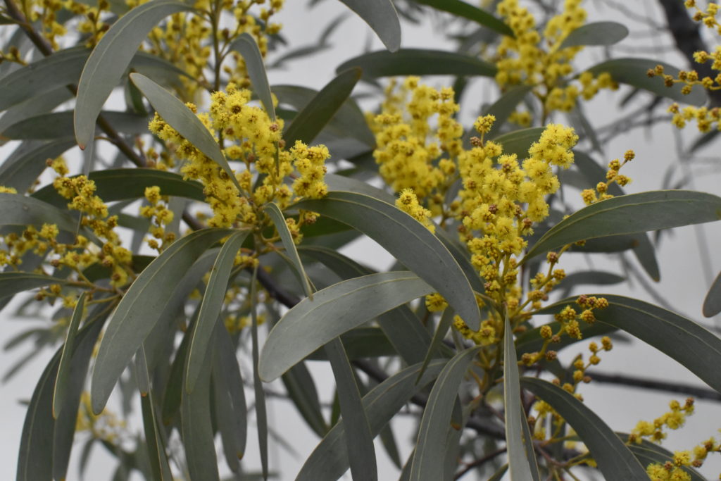 acacia obliquinervia