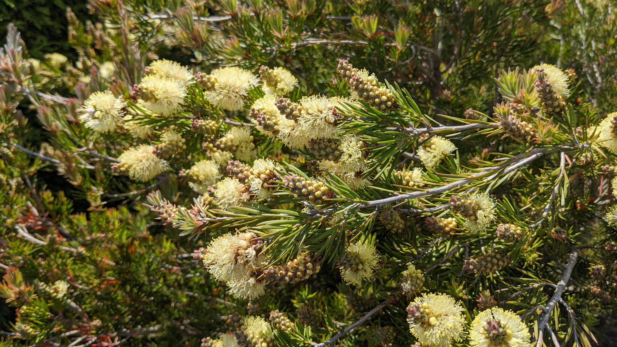 Tropische-tuin.nl - Winterharde Callistemon Pityoides