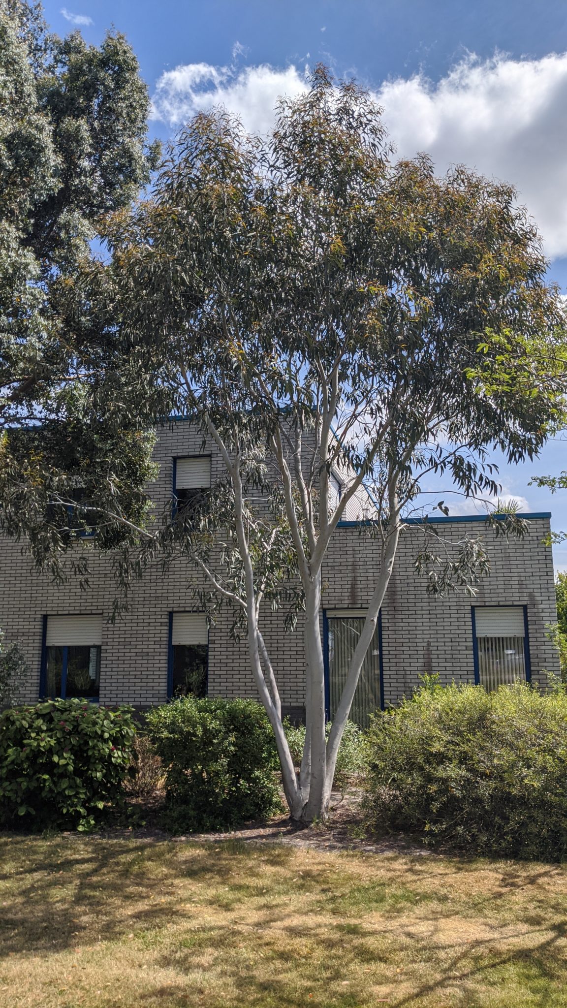 eucalyptus debeuzevillei Tropischetuin.nl