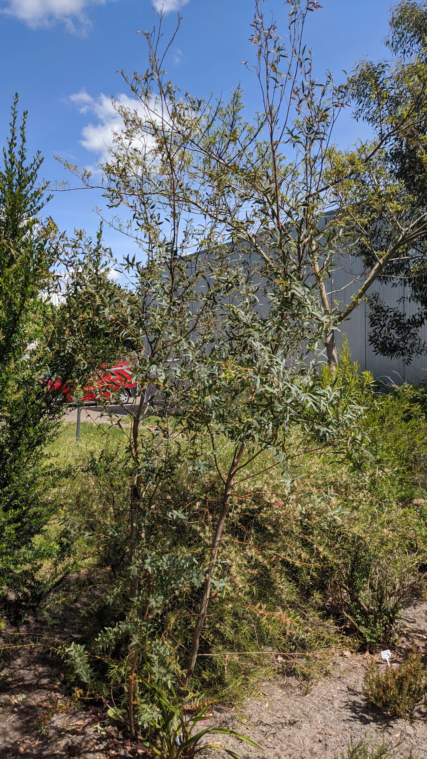 Eucalyptus parvula Tropischetuin.nl