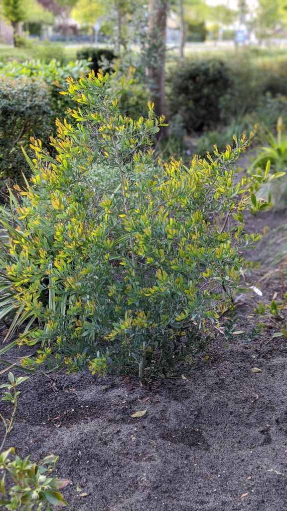 acacia pataczekii