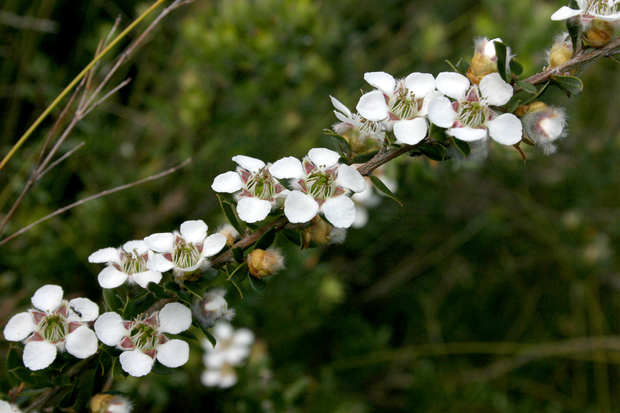 leptospermum grandifolium