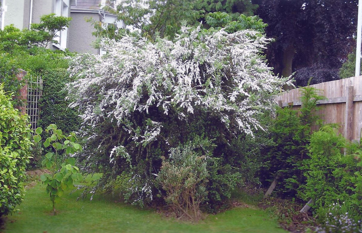 leptospermum obovatum