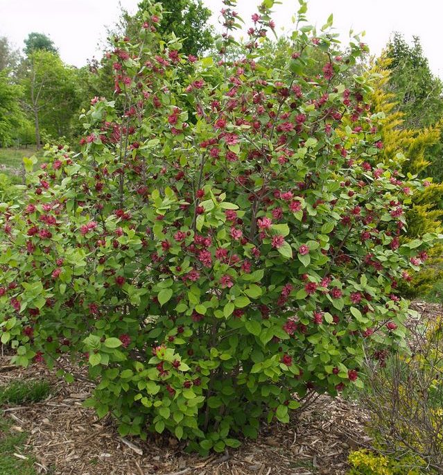 [Image: Calycanthus-X-raulstonii-%E2%80%98Hartla...869451.jpg]