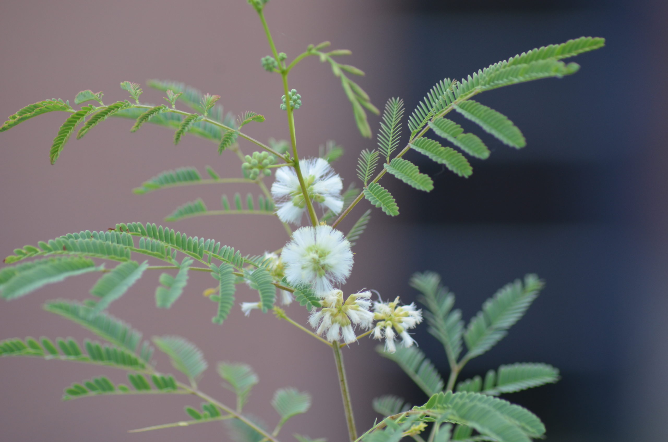 acacia angustissima