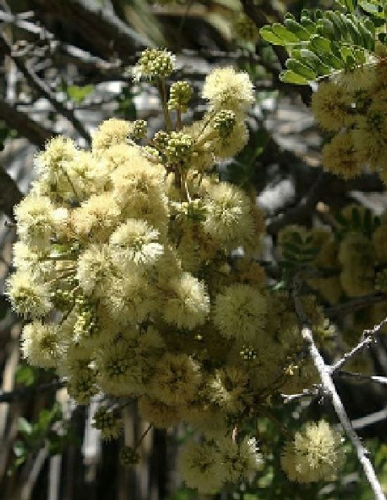 acacia roemeriana