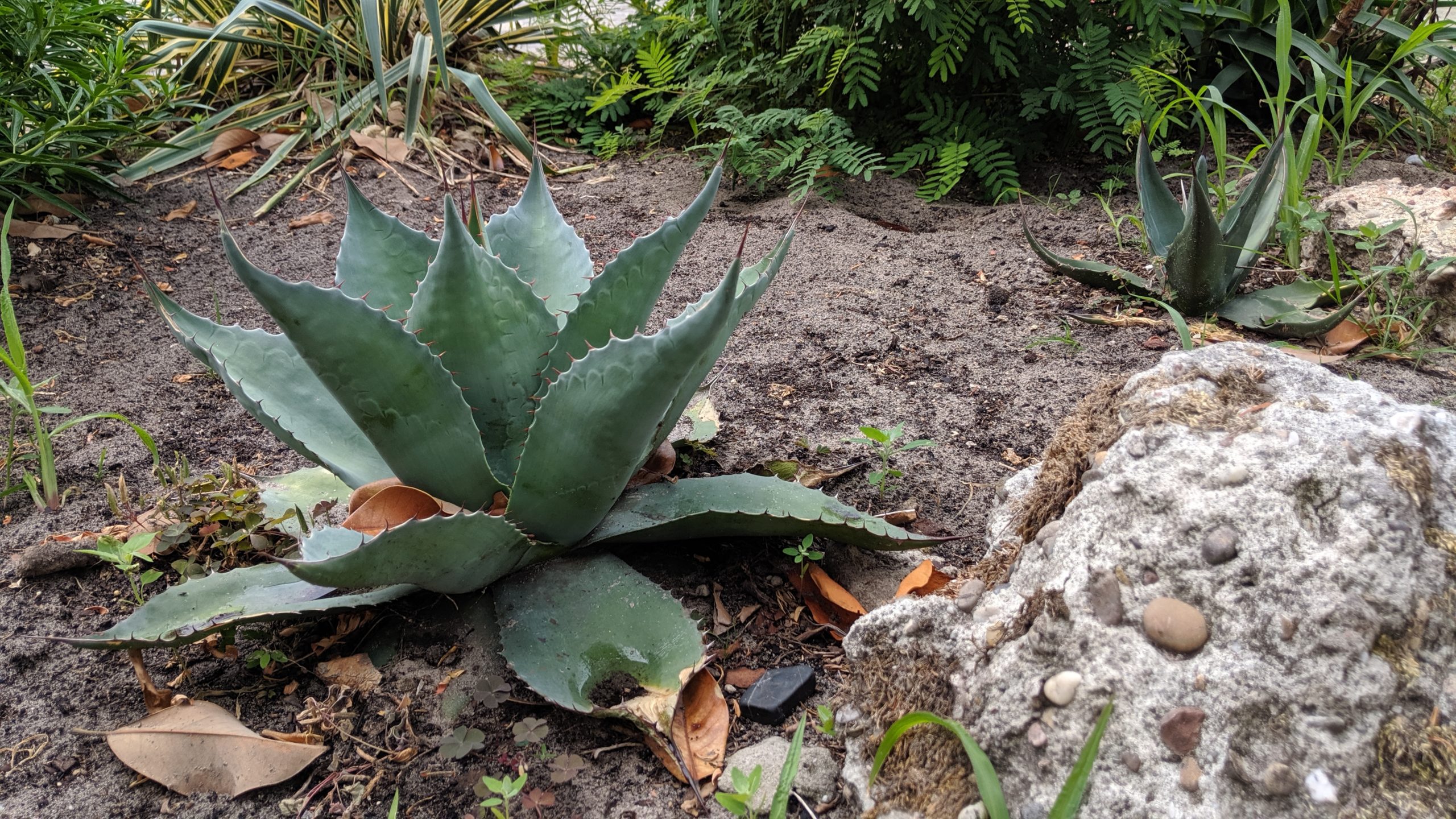 Agave Tropischetuin.nl