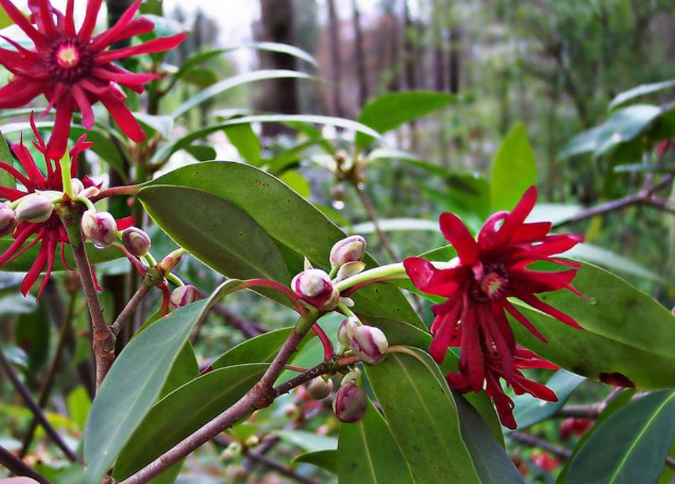 Illicium Tropischetuin.nl