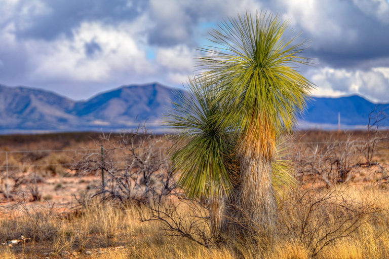 yucca Tropischetuin.nl