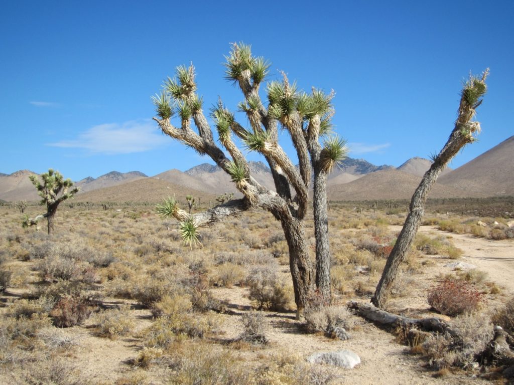 yucca Tropischetuin.nl