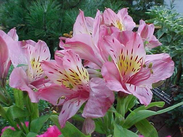 Alstroemeria aurea