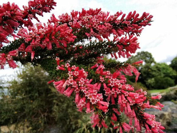 Colletia ulicina