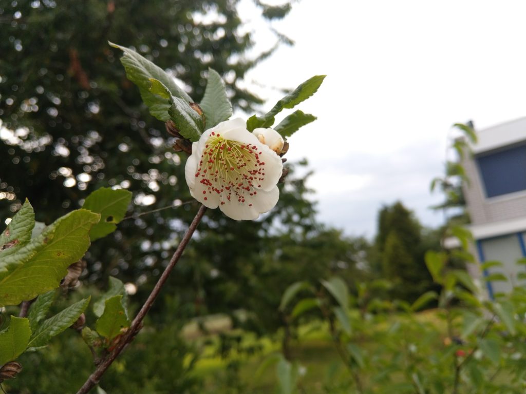 Eucryphia glutinosa