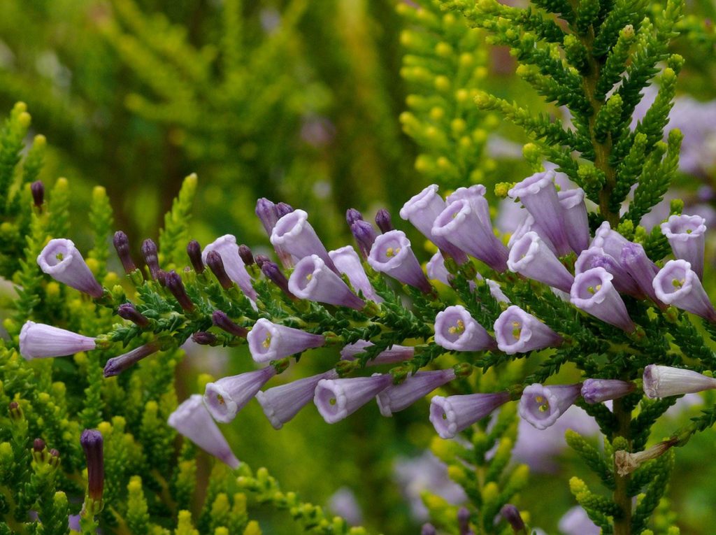 Fabiana imbricata 'Violacea'