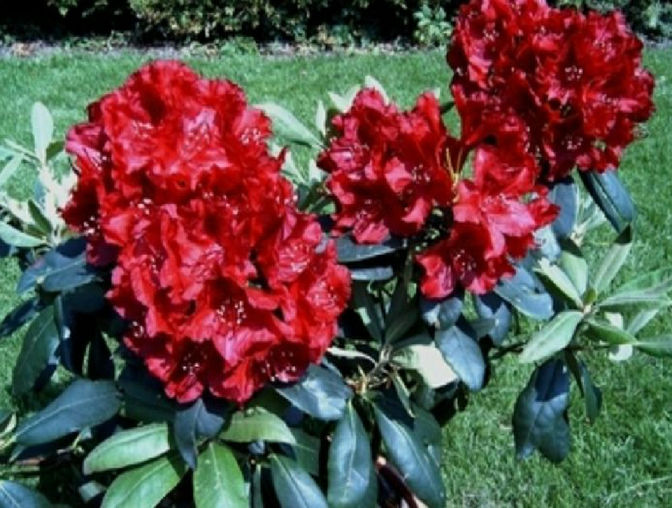 Rhododendron Tropischetuin.nl