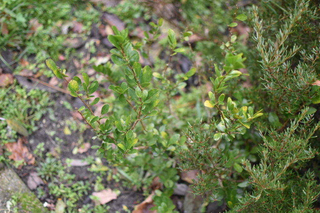 azara alpina