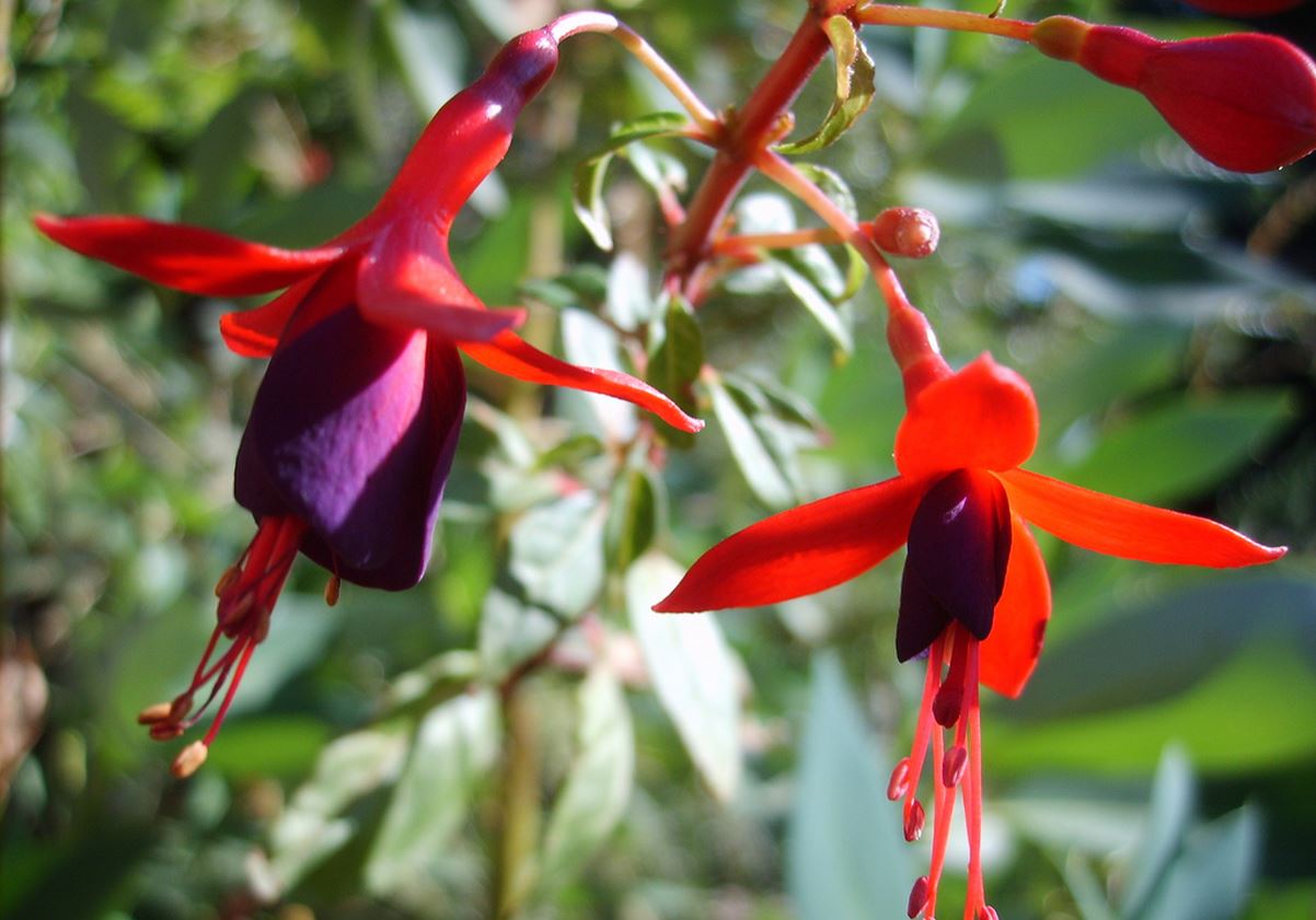 fuchsia magellancia