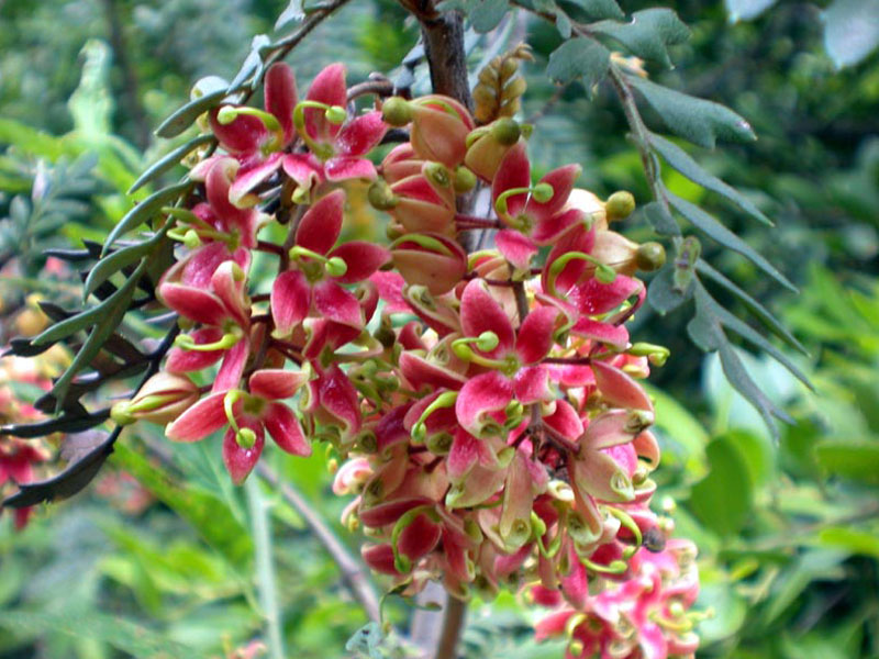 lomatia ferruginea