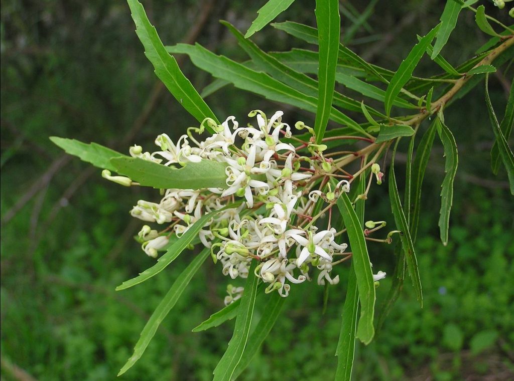 lomatia myricoides