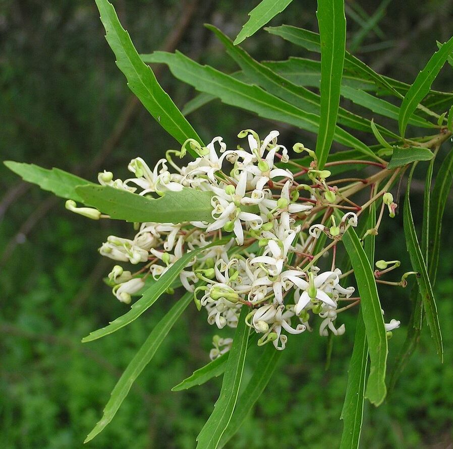 lomatia myricoides