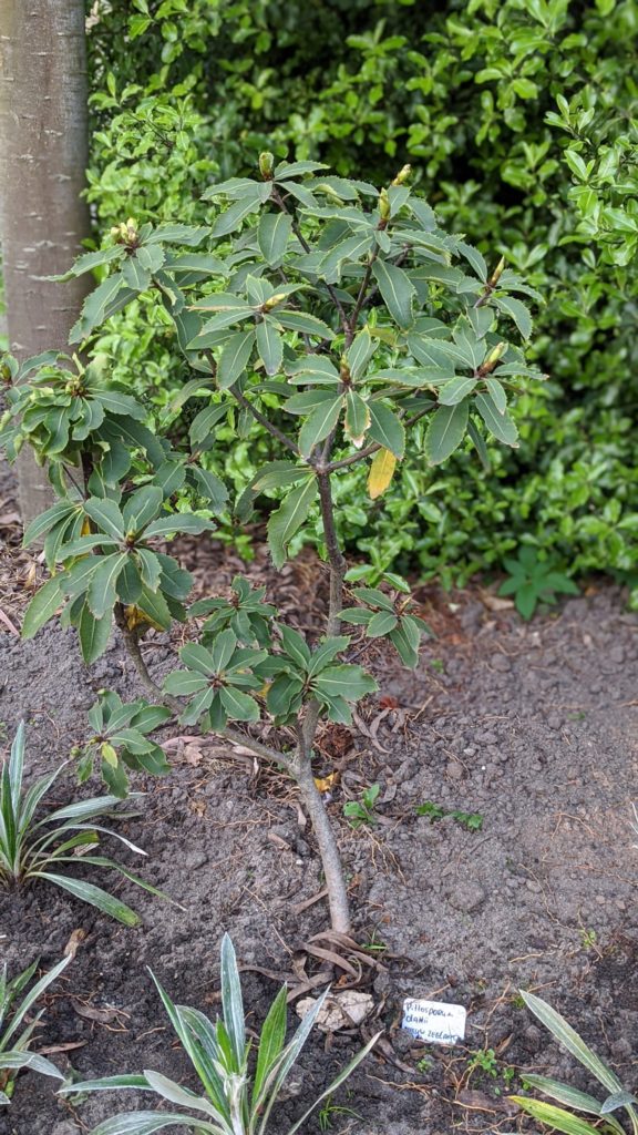 pittosporum dallii