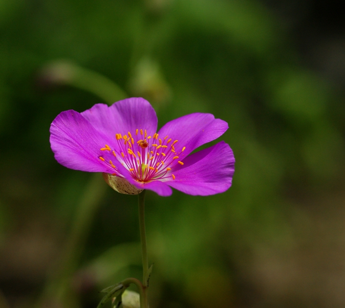 cisanthe grandiflora