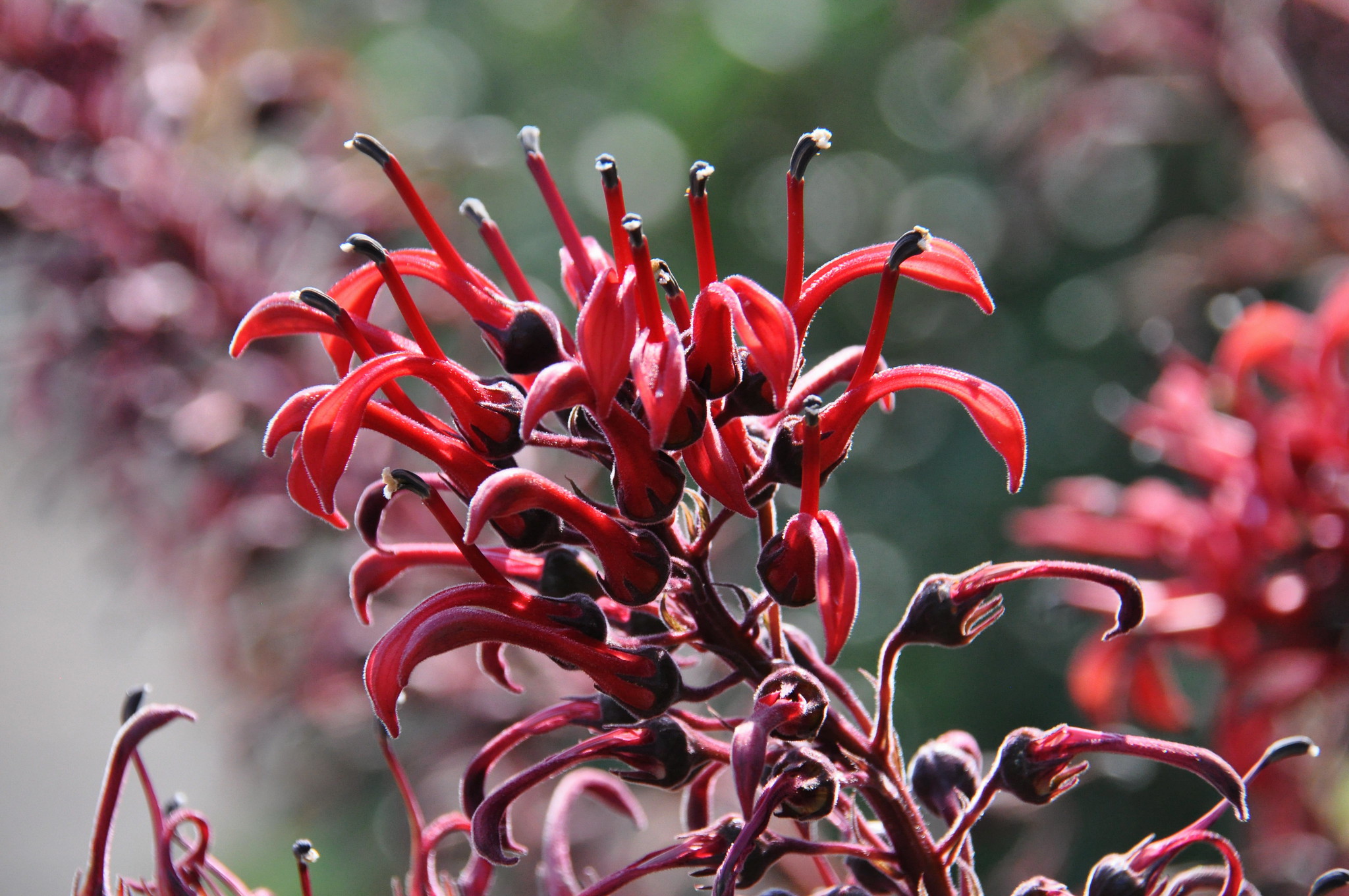 lobelia tupa