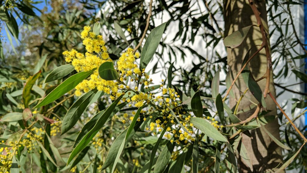 acacia obliquinervia