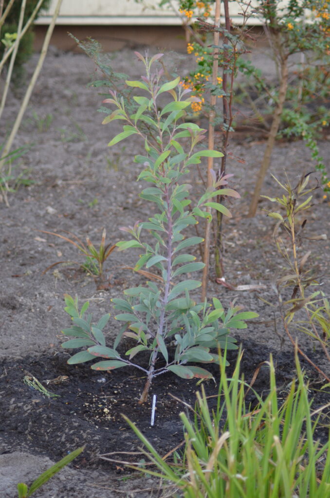 acacia obliquinervia