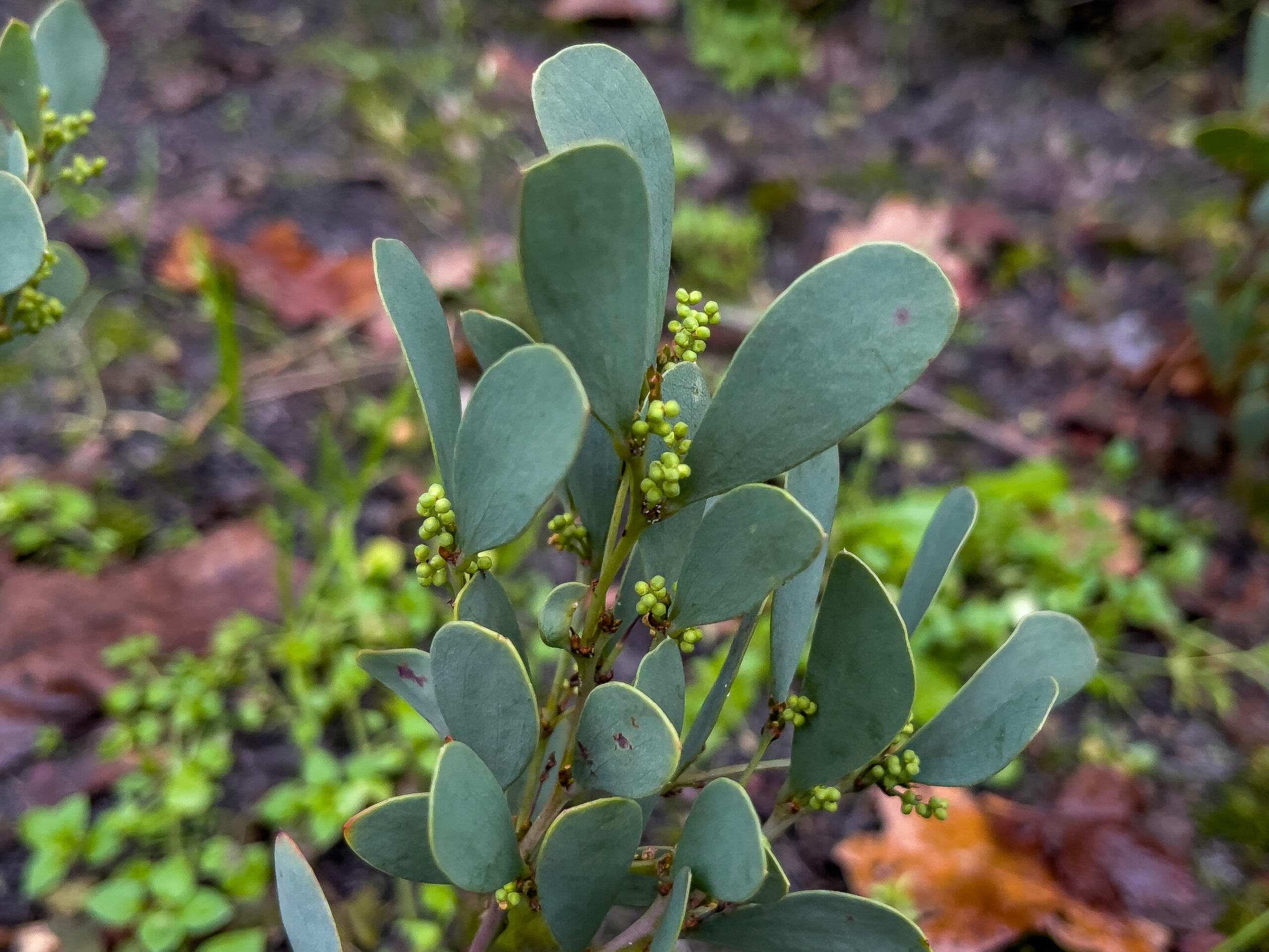 acacia alpina