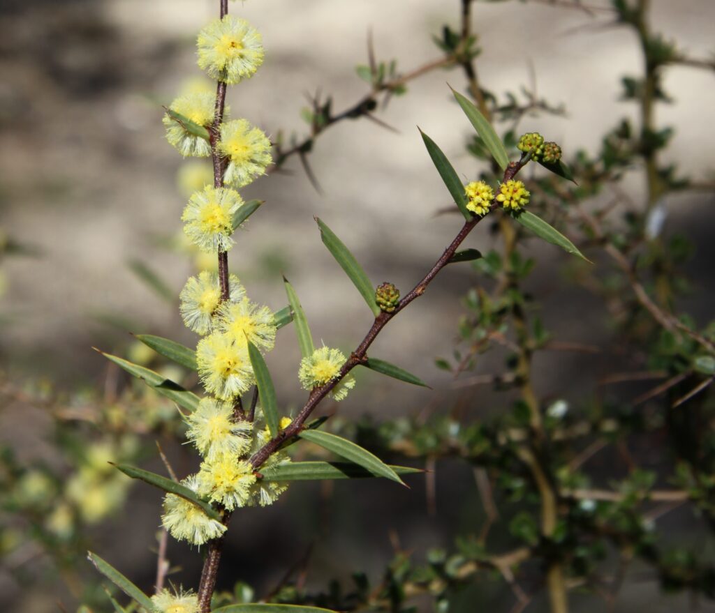 Acacia siculiformis