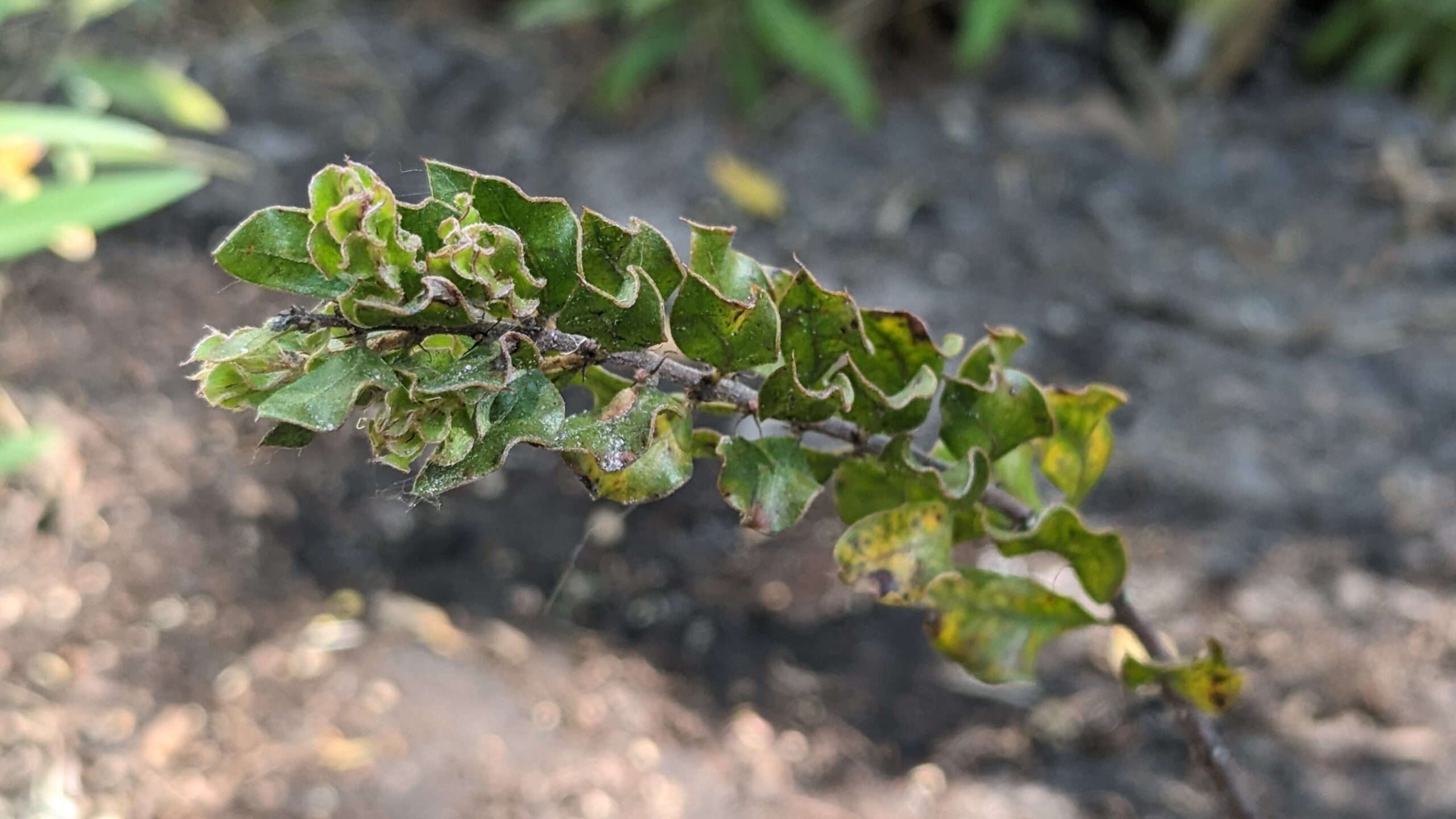 Acacia costiniana