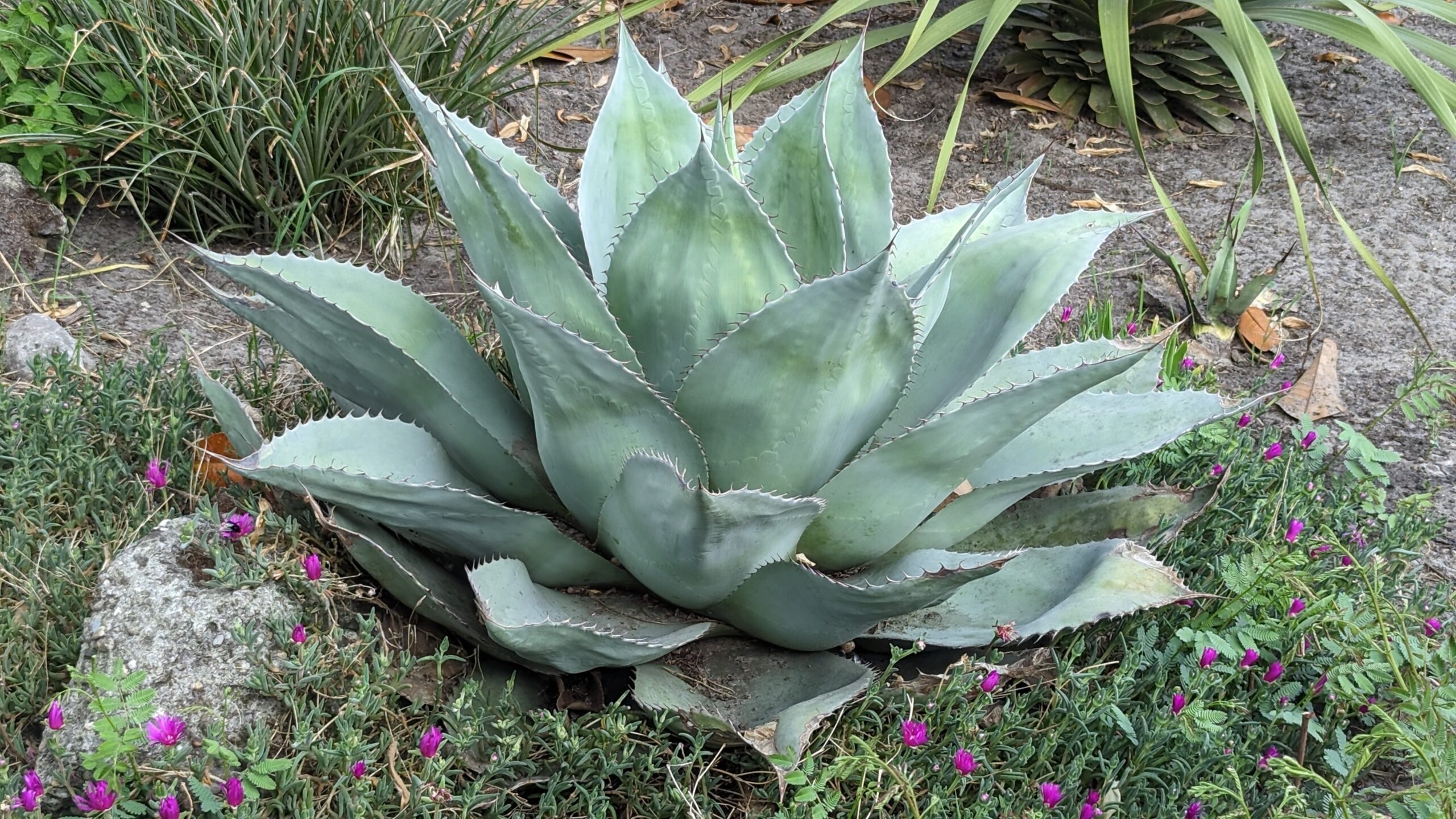 Agave ovatifolia