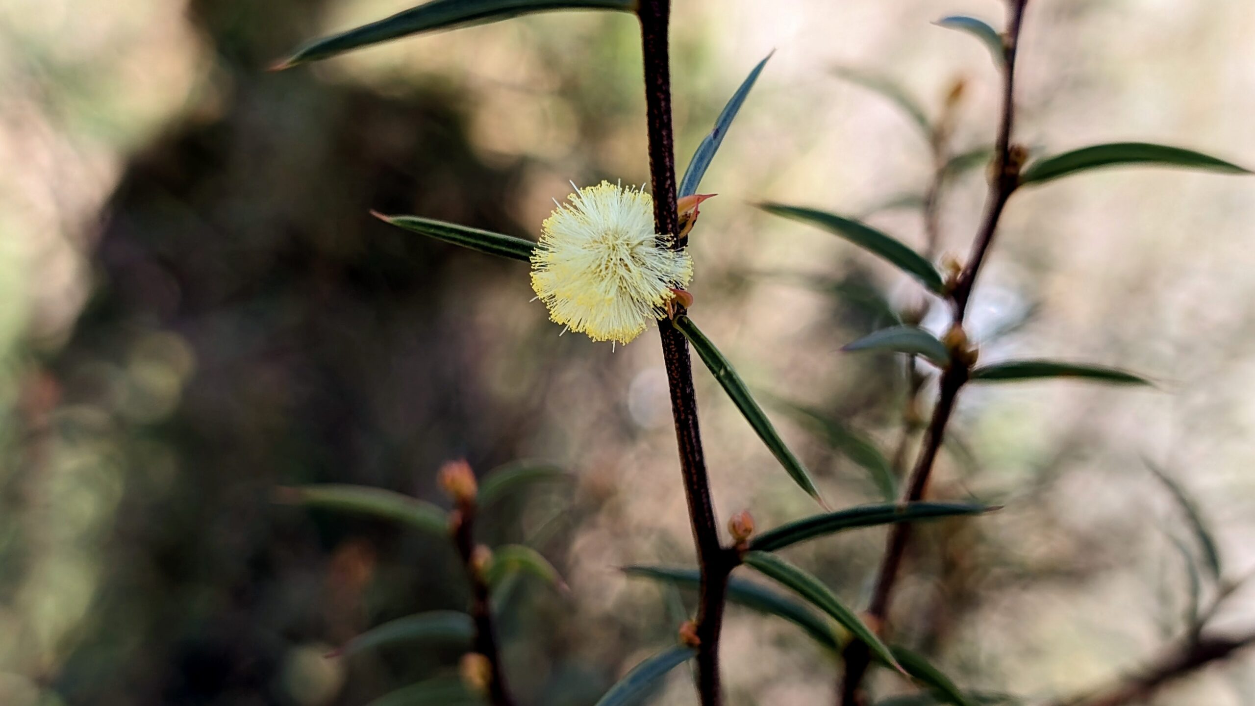 acacia siculiformis