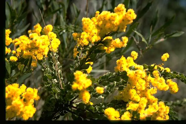 Acacia costiniana