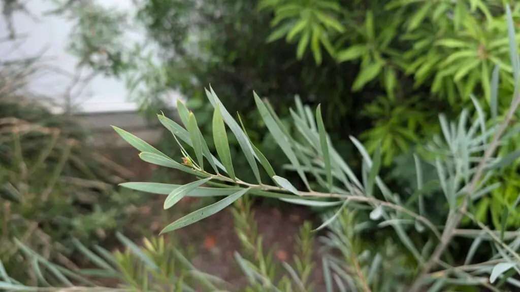 acacia retinodes