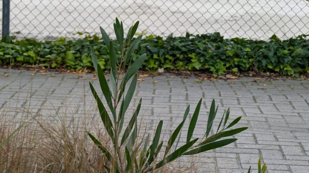 Acacia longifolia