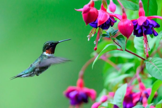 fuchsia hummingbird