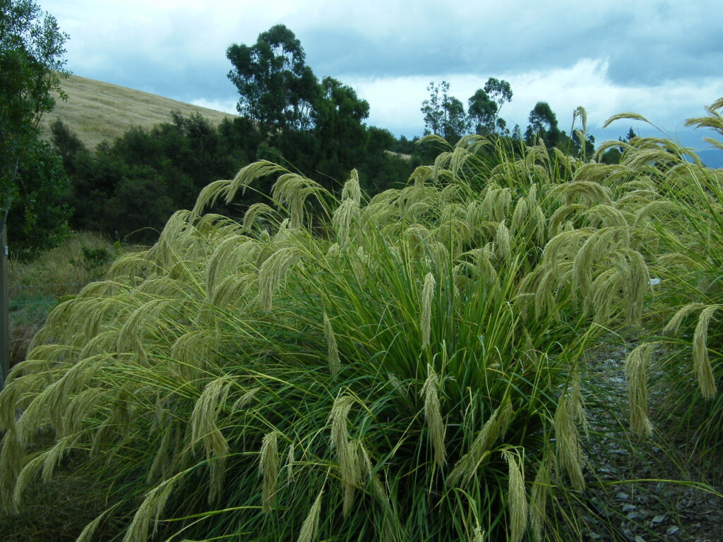 Chionochloa flavicans