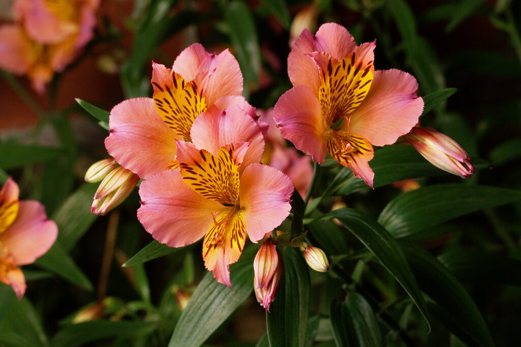 Alstroemeria aurea_'Saturne'