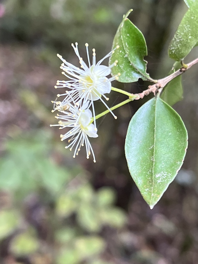 Amomyrtus luma 