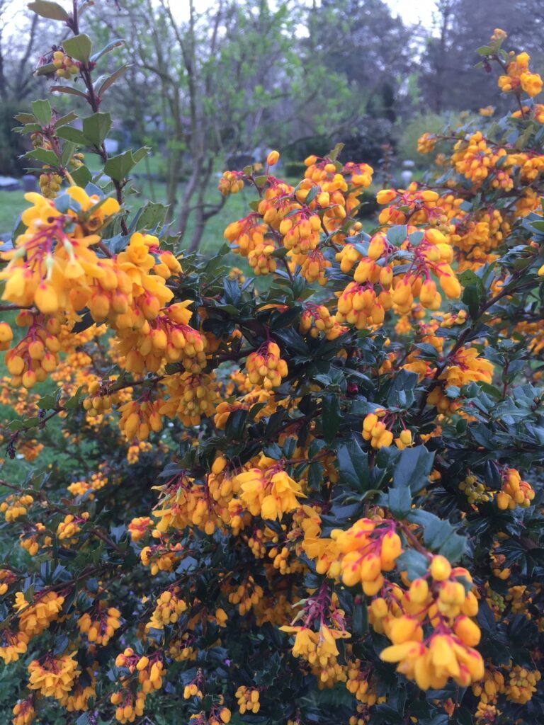 Berberis darwinii