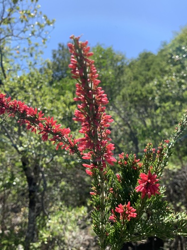 Colletia ulicina 