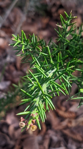 Colletia ulicina