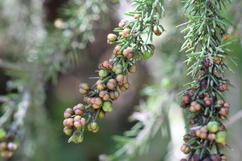 Colletia ulicina