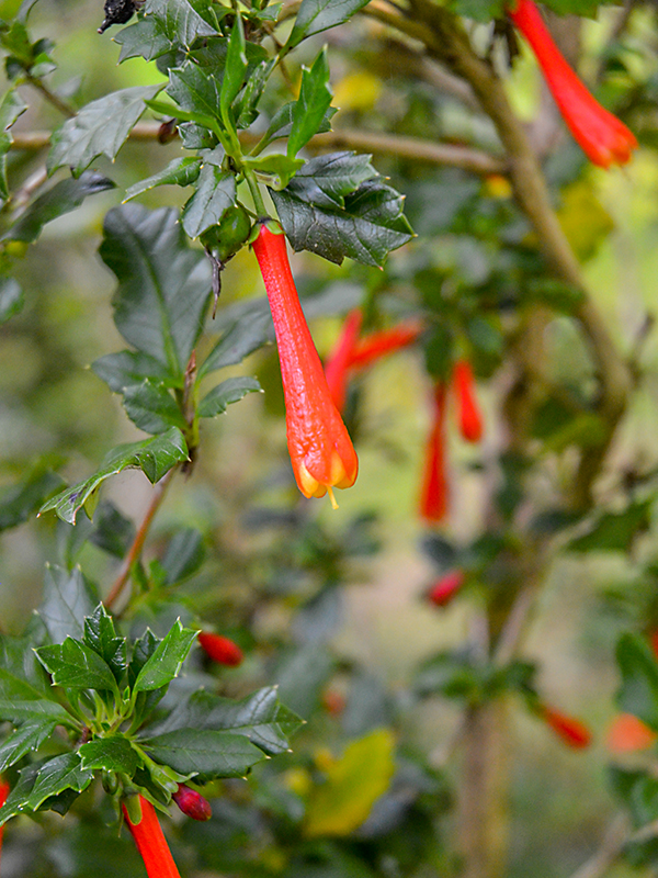 Desfontainia spinosa