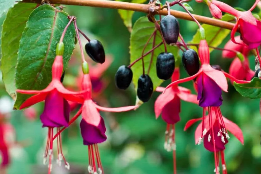 fuchsia