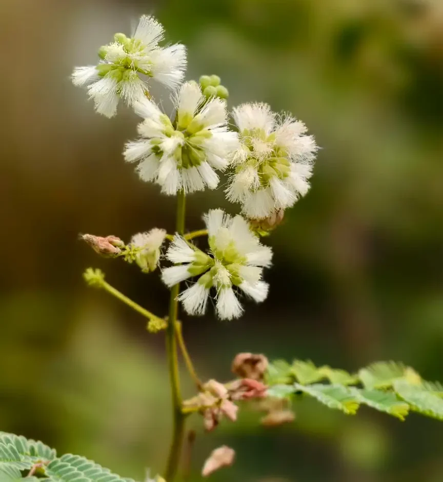 acacia angustissima var suffrutescens